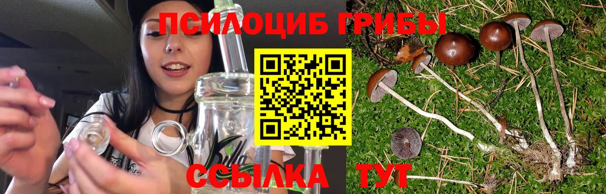 Псилоцибиновые грибы Psilocybine cubensis Сегежа